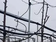antifrost
                                    